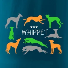 Whippet farebný