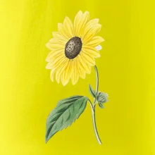 Slnečnica otočená