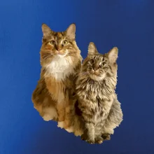 Mačky vectorizované (Moňas)