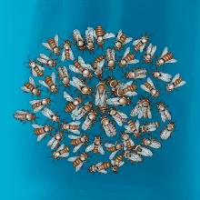 Včelia rodinka kruh (Pecka Design)