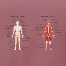 Skelet and Moscular system