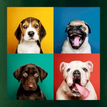 Psi šteňatá koláž