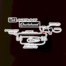 Jazvečík - Anatómia