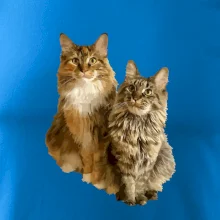 Mačky vectorizované (Moňas)