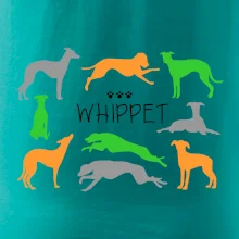 Whippet farebný