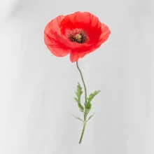 Vlčí mak - kreslený