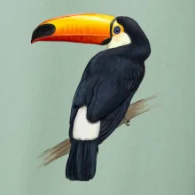 Tukan kreslený
