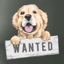 Zlatý retriever - šteniatko wanted