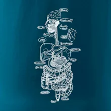 Skica ľudských orgánov