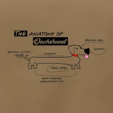 Jazvečík - Anatómia