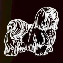 Shih-tzu - chlpatý Shih-tzu - chlpatý