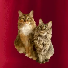 Mačky vectorizované (Moňas)