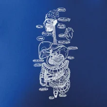 Skica ľudských orgánov