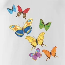 Farebné motýle Farebné motýle