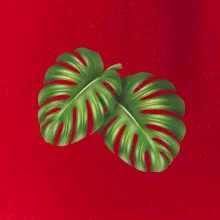 Monstera - dva listy