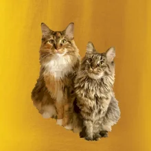 Mačky vectorizované (Moňas)