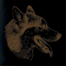 Husky - hlava z boku