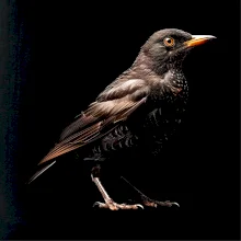 Kos čierny čierna fotka