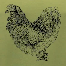 Sliepka čiernobiela