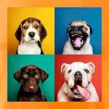 Psi šteňatá koláž