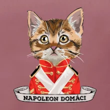 Napoleon domáci mačka