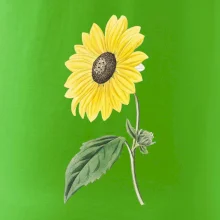 Slnečnica otočená