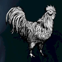 Kohút kreslený čiernobiely