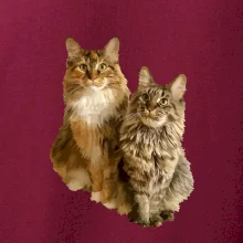 Mačky vectorizované (Moňas)