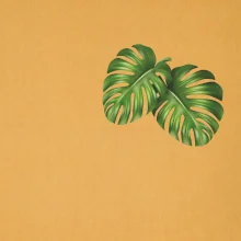 Monstera listy na prsu