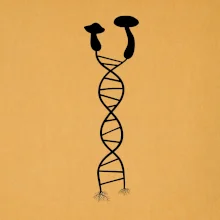 DNA huby