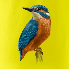 Ľadnáčik kreslený Ľadnáčik kreslený