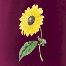 Slnečnica otočená