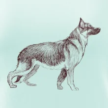 Nemecký ovčiak - kreslený skica  