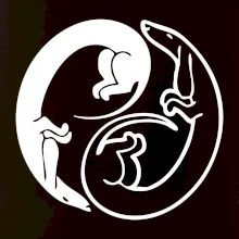 Jazvečíky - Jin jang