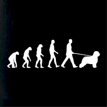 Evolúcia pes Briard