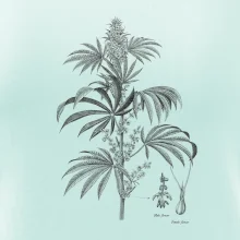 Konope kvietok čiernobiely  