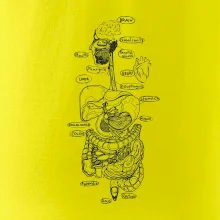 Skica ľudských orgánov