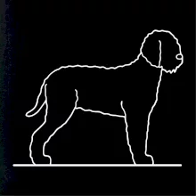 Lagotto romagnolo stojaci