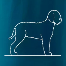 Lagotto romagnolo stojaci