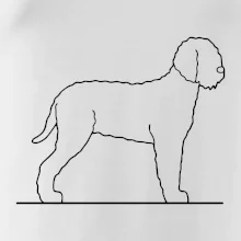 Lagotto romagnolo stojaci