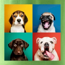 Psi šteňatá koláž