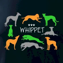 Whippet farebný