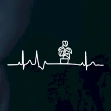 EKG Filodendron EKG Filodendron