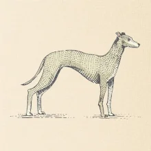 Vintage Whippet