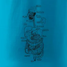 Skica ľudských orgánov