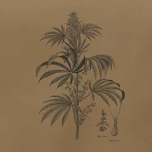 Konope kvietok čiernobiely  