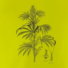 Konope kvietok čiernobiely  