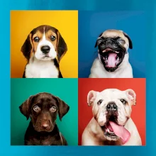 Psi šteňatá koláž