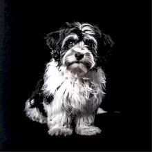 Havanský psík čierna fotka