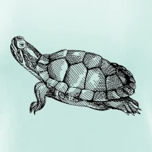 Ceruzkou kreslená korytnačka